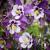 Aquilegia caerulea Earlybir Purple White