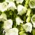 Campanula cochleariifolia Jingle White
