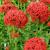 Lychnis chalcedonica Red